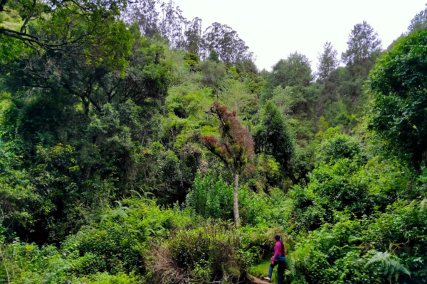 Kodaikanal