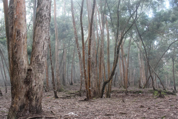 Pine Forest